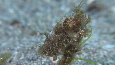 Broadclub Cuttlefish camouflaged on the ocean floor