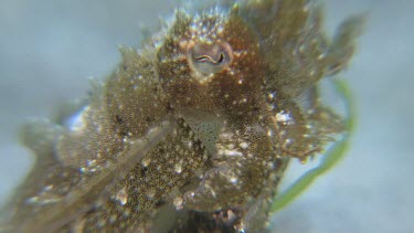 Close up of Broadclub Cuttlefish