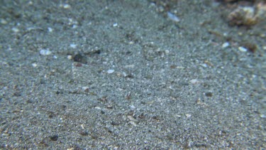 Broadclub Cuttlefish camouflaged on the ocean floor