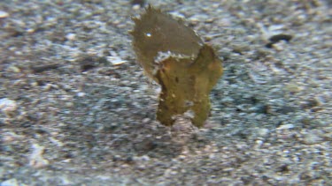 Broadclub Cuttlefish camouflaged on the ocean floor