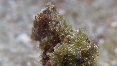 Broadclub Cuttlefish camouflaged on the ocean floor