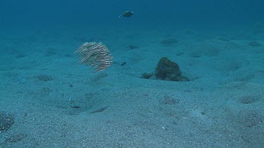 Tight school of Striped Catfish by The Brewery, Lembata