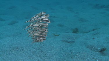 Tight school of Striped Catfish by The Brewery, Lembata