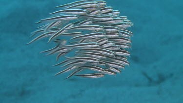 Tight school of Striped Catfish by The Brewery, Lembata