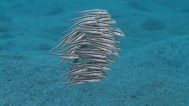 Tight school of Striped Catfish by The Brewery, Lembata