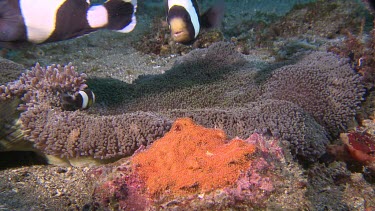 Close up of Anemonefish and eggs