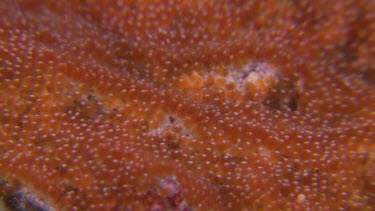 Close up of Anemonefish eggs