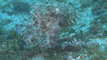 Broadclub Cuttlefish swimming along the ocean floor