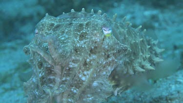 Broadclub Cuttlefish swimming along the ocean floor