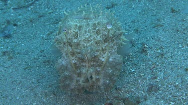 Broadclub Cuttlefish swimming along the ocean floor