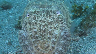 Broadclub Cuttlefish swimming along the ocean floor