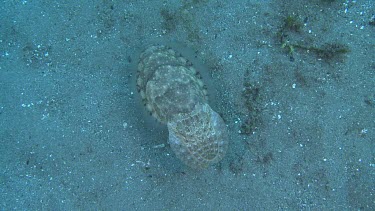Broadclub Cuttlefish swimming along the ocean floor