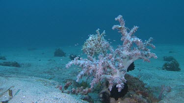 Broadclub Cuttlefish camouflaged among Soft Coral