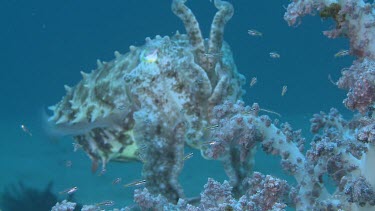 Broadclub Cuttlefish camouflaged among Soft Coral