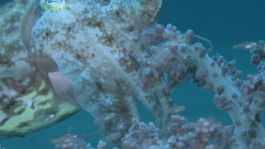 Broadclub Cuttlefish camouflaged among Soft Coral