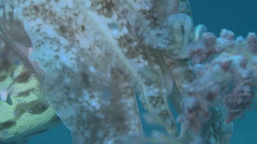 Broadclub Cuttlefish camouflaged among Soft Coral