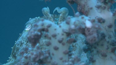 Broadclub Cuttlefish camouflaged among Soft Coral