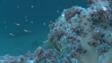 Broadclub Cuttlefish camouflaged among Soft Coral