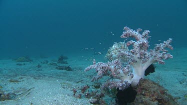 Broadclub Cuttlefish camouflaged among Soft Coral