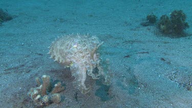 Broadclub Cuttlefish swimming along the ocean floor