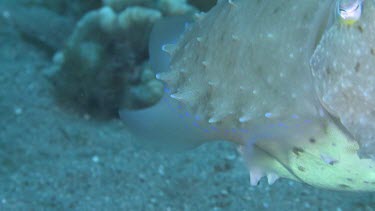 Broadclub Cuttlefish swimming along the ocean floor