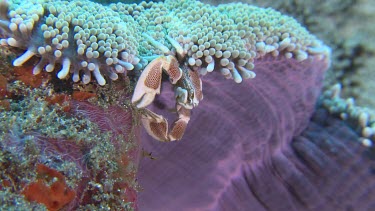 Spotted Porcelain Crab on a Sea Anemone