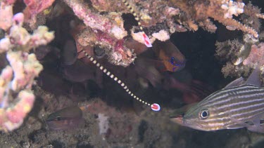 Pair of Ringed Pipefish in a coral reef