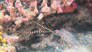 Pair of Ringed Pipefish in a coral reef