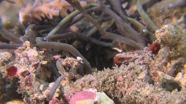 Peacock Mantis Shrimp hiding in coral