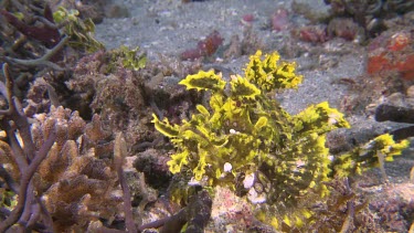 Green Weedy Scorpionfish on a coral reef