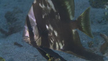 Longfin Batfish at night