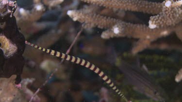 Pair of Ringed Pipefish in a coral reef