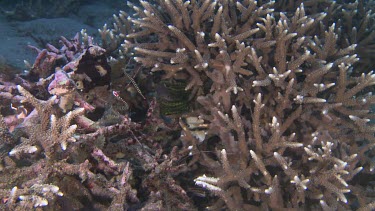 Pair of Ringed Pipefish in a coral reef