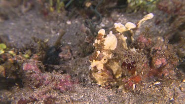 Yellow Warty Frogfish on a coral reef