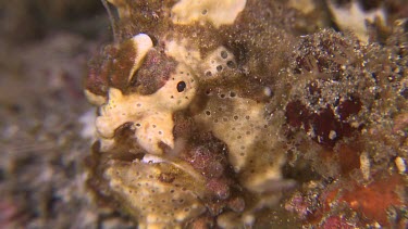 Close up of yellow Warty Frogfish