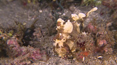 Yellow Warty Frogfish on a coral reef