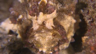 Close up of yellow Warty Frogfish