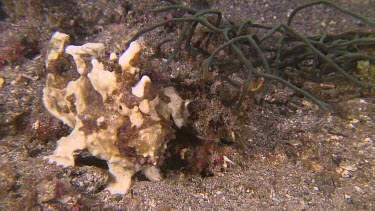 Yellow Warty Frogfish on a coral reef