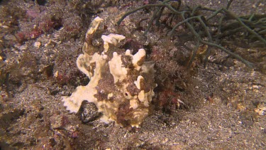 Yellow Warty Frogfish on a coral reef