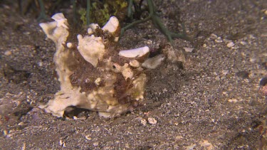 Yellow Warty Frogfish on a coral reef