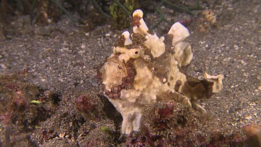 Warty FrogFish on the ocean floor