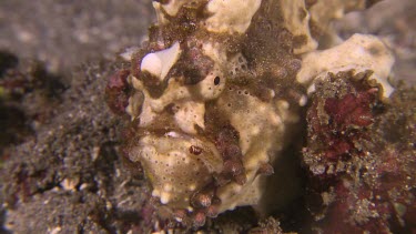 Warty Frog Fish in coral