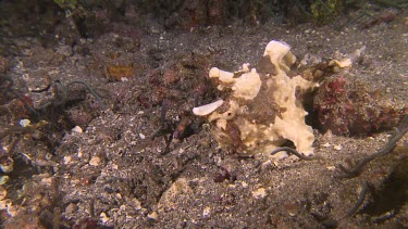 Warty Frog Fish in coral