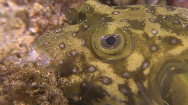 Close up of White-Spotted Puffer fish eye