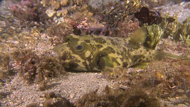 White-Spotted Puffer fish on the ocean floor