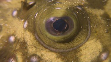 Close up of White-Spotted Puffer fish eye