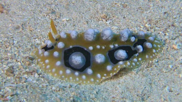 Dorid Nudibranch on the ocean floor