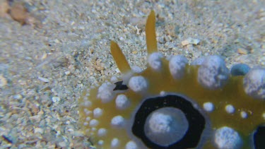 Close up of Dorid Nudibranch