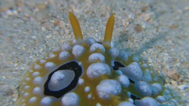 Close up of Dorid Nudibranch