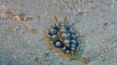 Dorid Nudibranch on the ocean floor